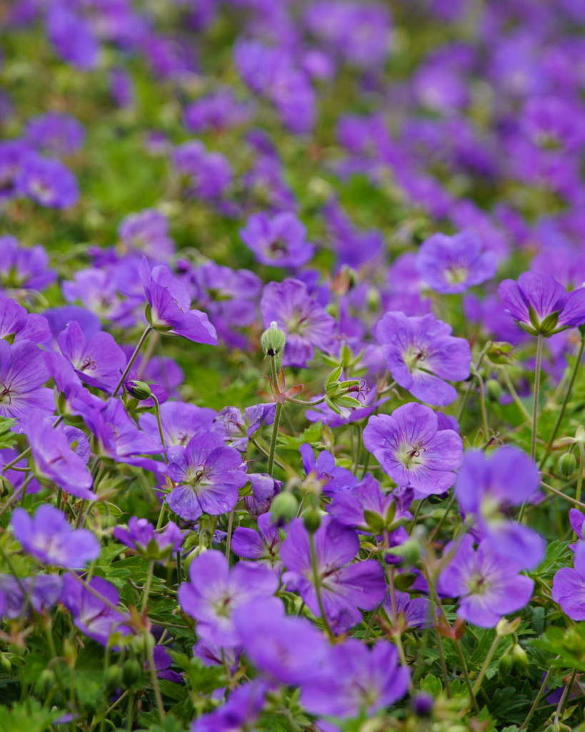 fleurs printemps quoi planter en avril