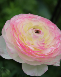 quelles fleurs printemps jardin