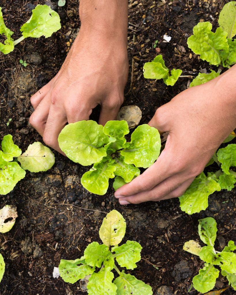 planter salade potager mai