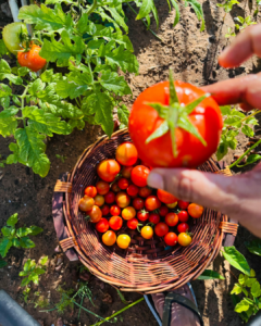 quoi planter au potager en mai
