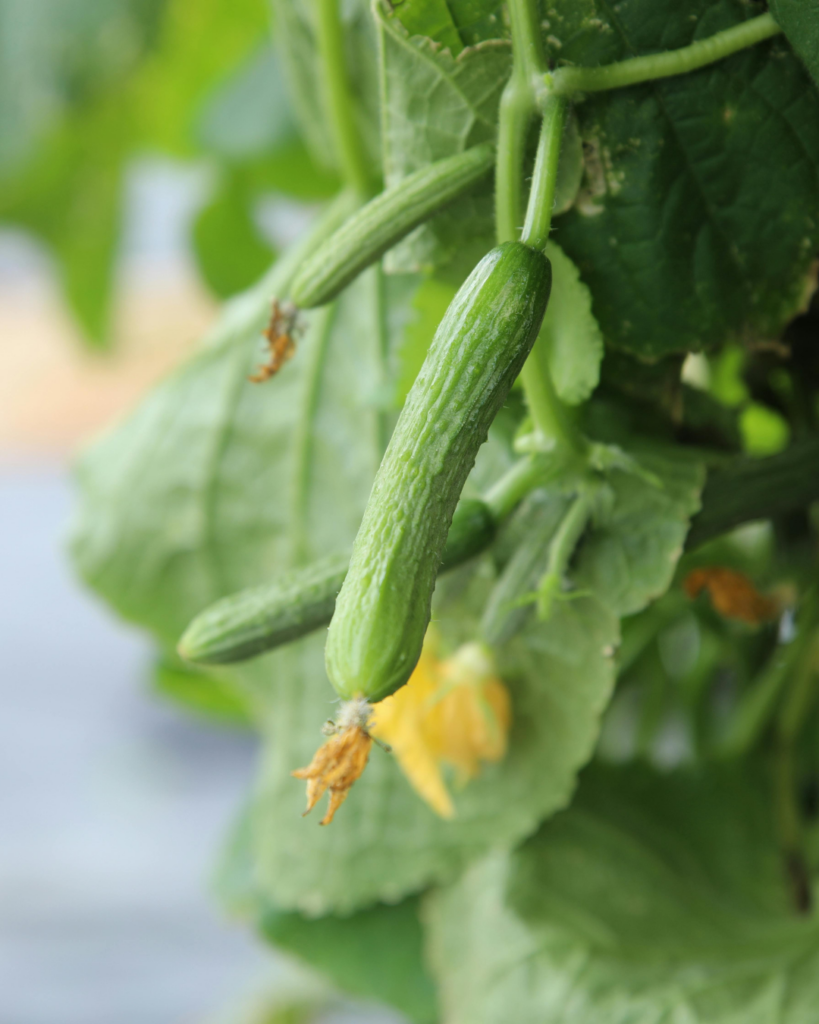 planter concombre potager mai