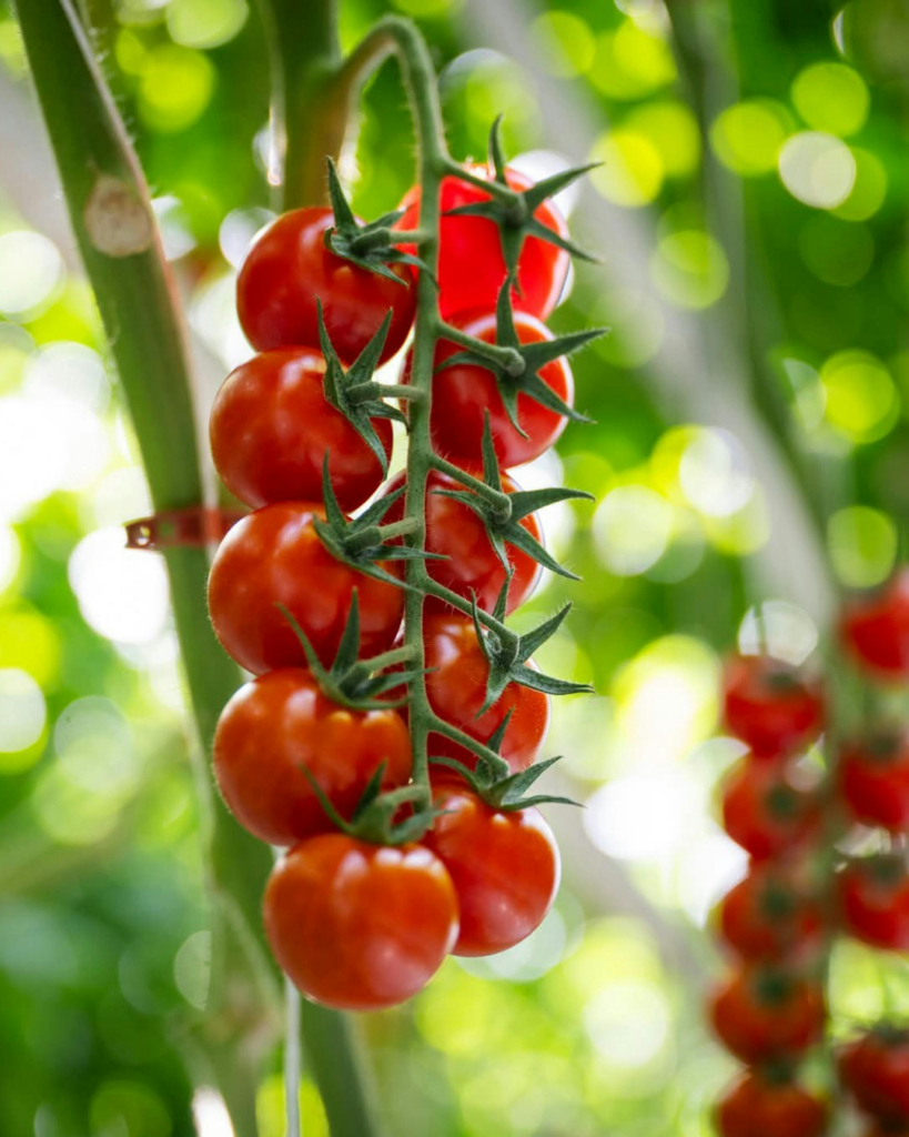 quoi planter au potager en mai tomates 