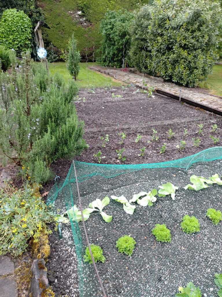 planter salade potager mai