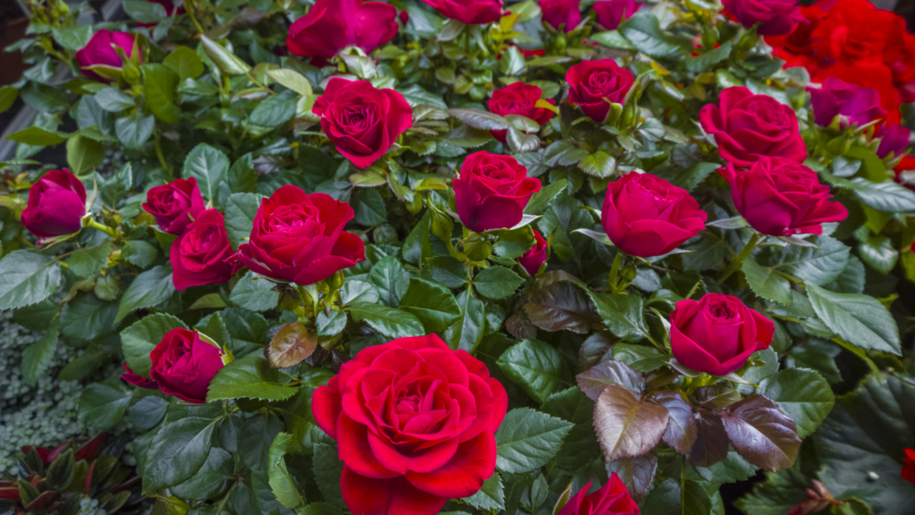 rosiers espaces paysagers