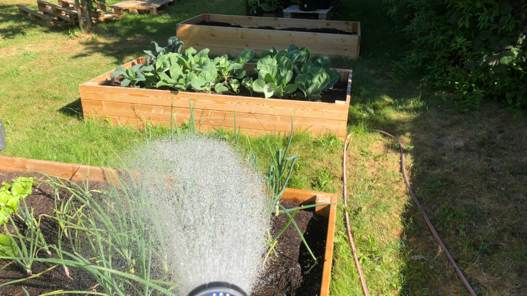 Comment arroser son jardin en période de canicule